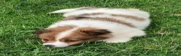 Jack Russell dogs for sale: 4 left jack Russel puppies 5 girls 1 boy £550  - Advert 13