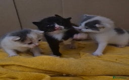Mixed Breed cats for sale: Kittens for sale - Image 2