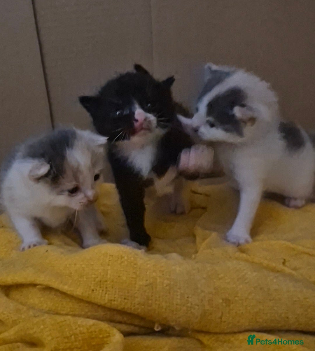 Mixed Breed cats for sale: Kittens for sale - Image 2