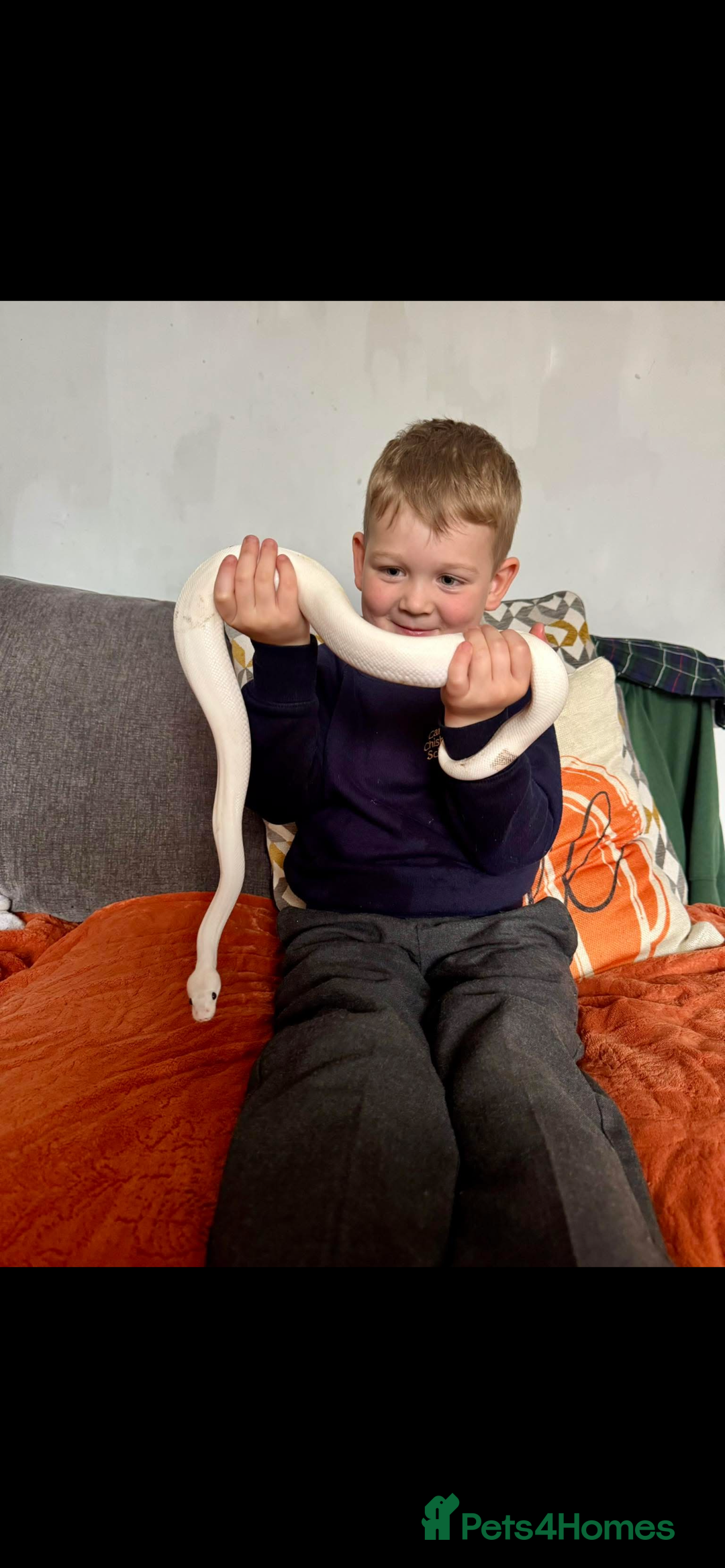 Python Snake reptiles for sale: Black eyed lucy - Advert 4