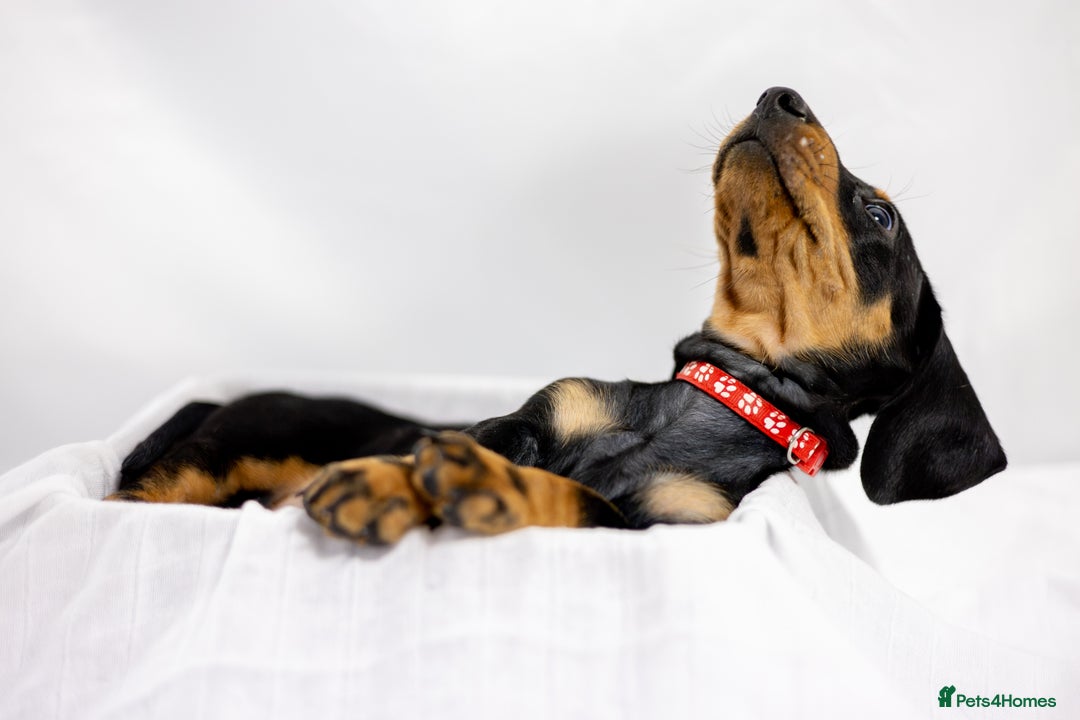 Dachshund dogs for sale: Standard champion bred dachshunds  - Image 9