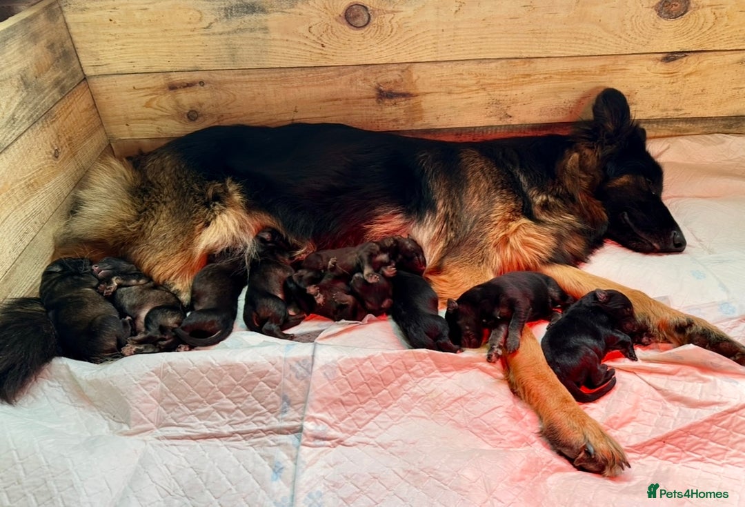 German Shepherd dogs for sale: Beautiful Litter of German Shepherd Puppies - Image 1