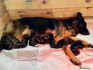 German Shepherd dogs - Advert 1