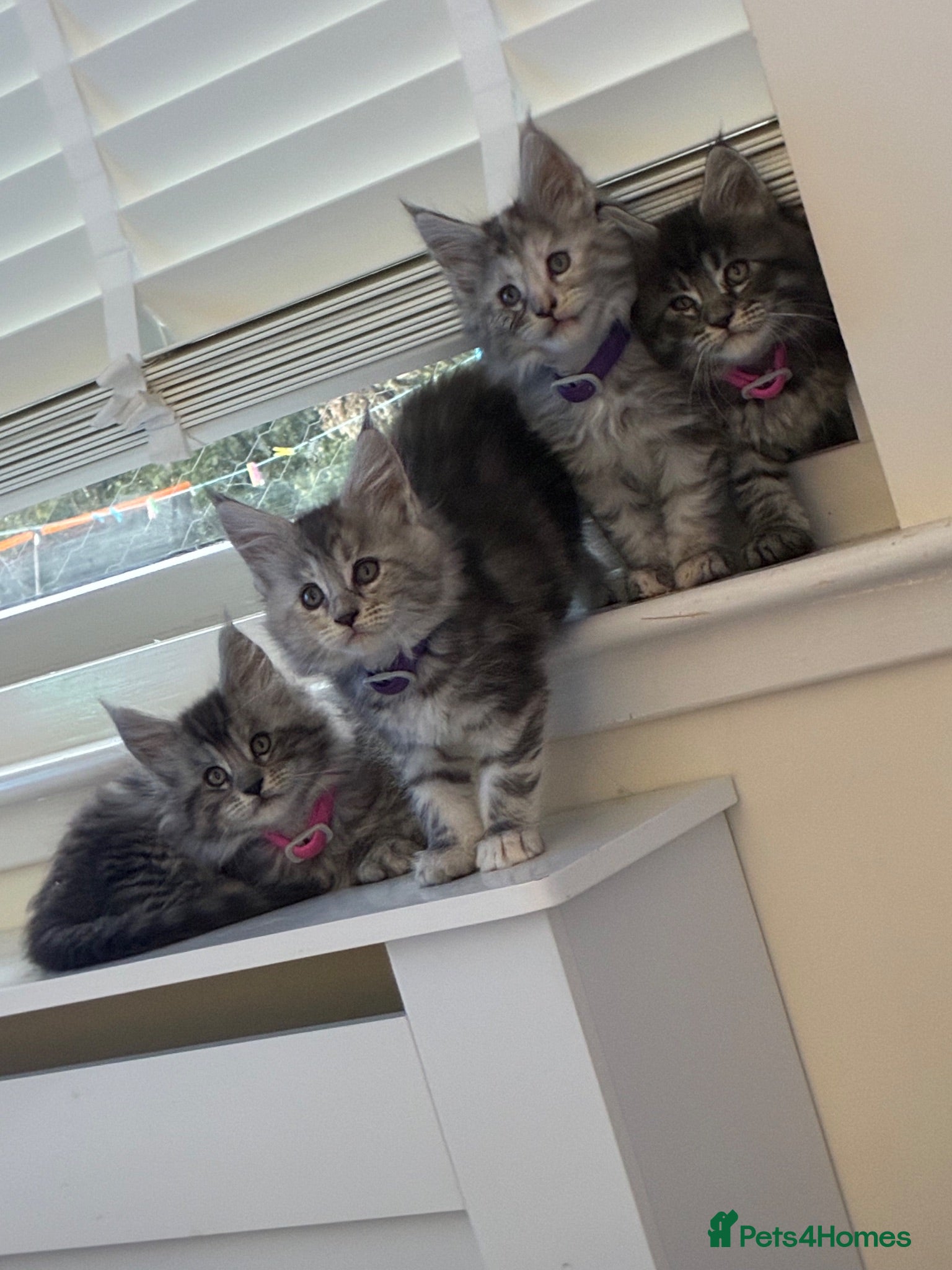 Maine Coon cats Maine coon kittens  - Advert 9