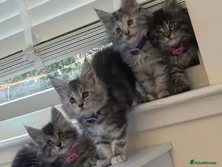 Maine Coon cats Maine coon kittens - Advert 2