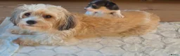 Mixed Breed dogs for sale: Jackshitz puppies looking for forever hokes in Oswestry - Advert 3