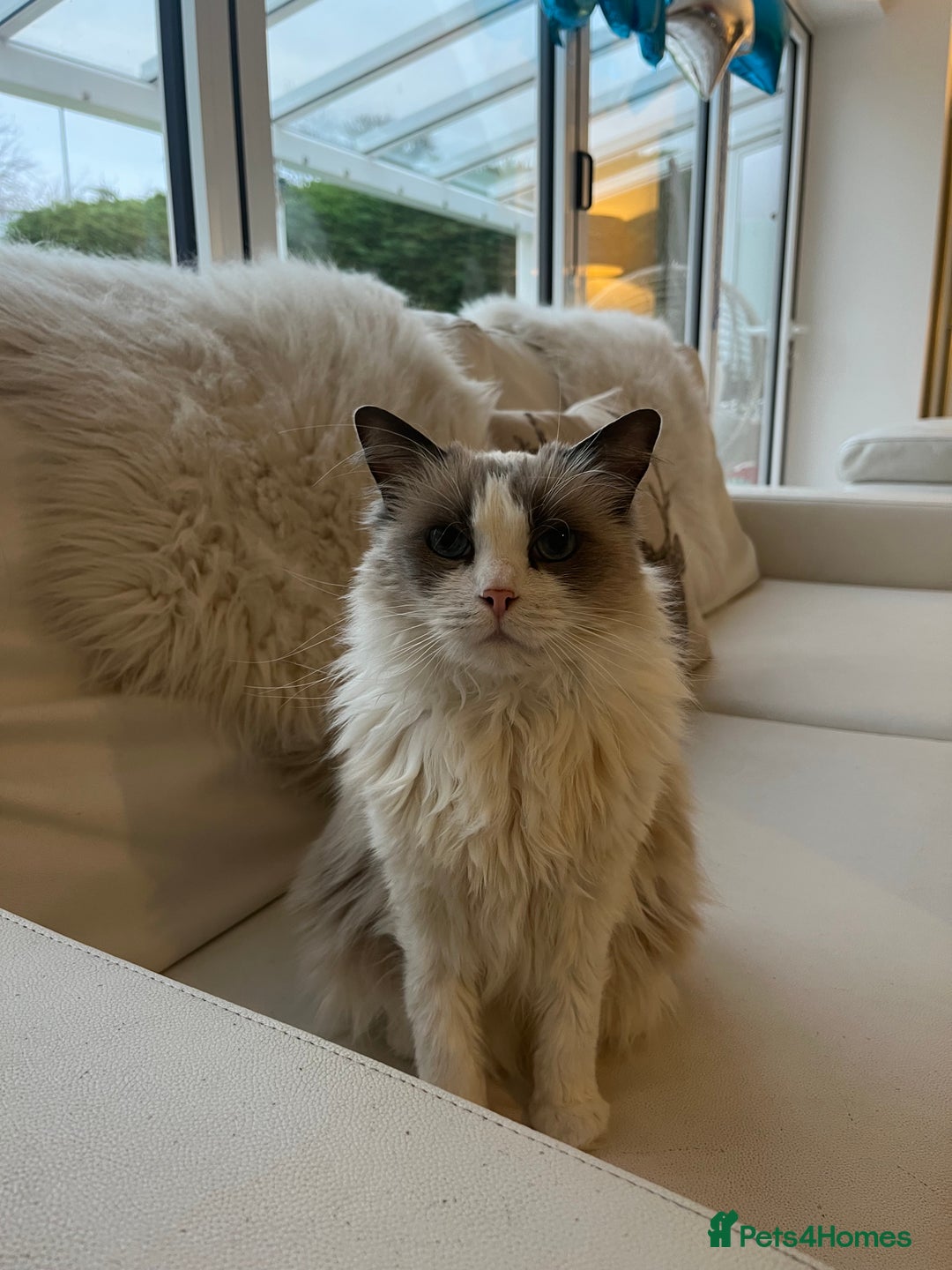 Ragdoll cats for sale: Ragdoll Kittens Available January 2026 - Advert 5