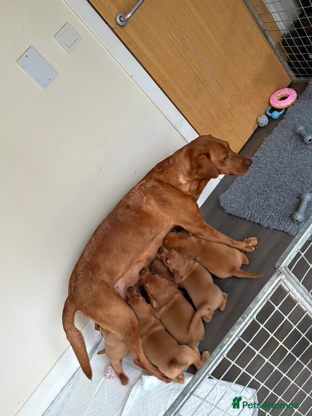 Labrador Retriever dogs for sale: KC Registered MacBruce Fox Red Labrador Puppies  - Image 8