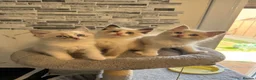 Ragdoll cats for sale: Stunning Ragdoll kittens - Advert 10