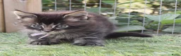 Maine Coon cats for sale: Tica registered DNA tested parents poly Maine Coon - Advert 28