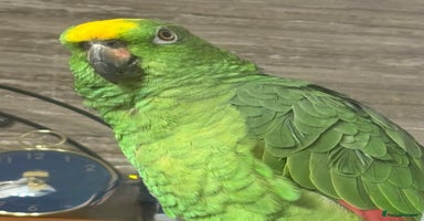 Parrots birds Yellow crown Amazon Alfie  - Advert 11