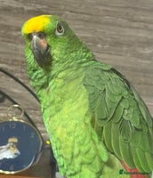 Parrots birds Yellow crown Amazon Alfie - Advert 3