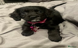 Cockalier dogs for sale: Female Cockalier dog for sale  - Image 5