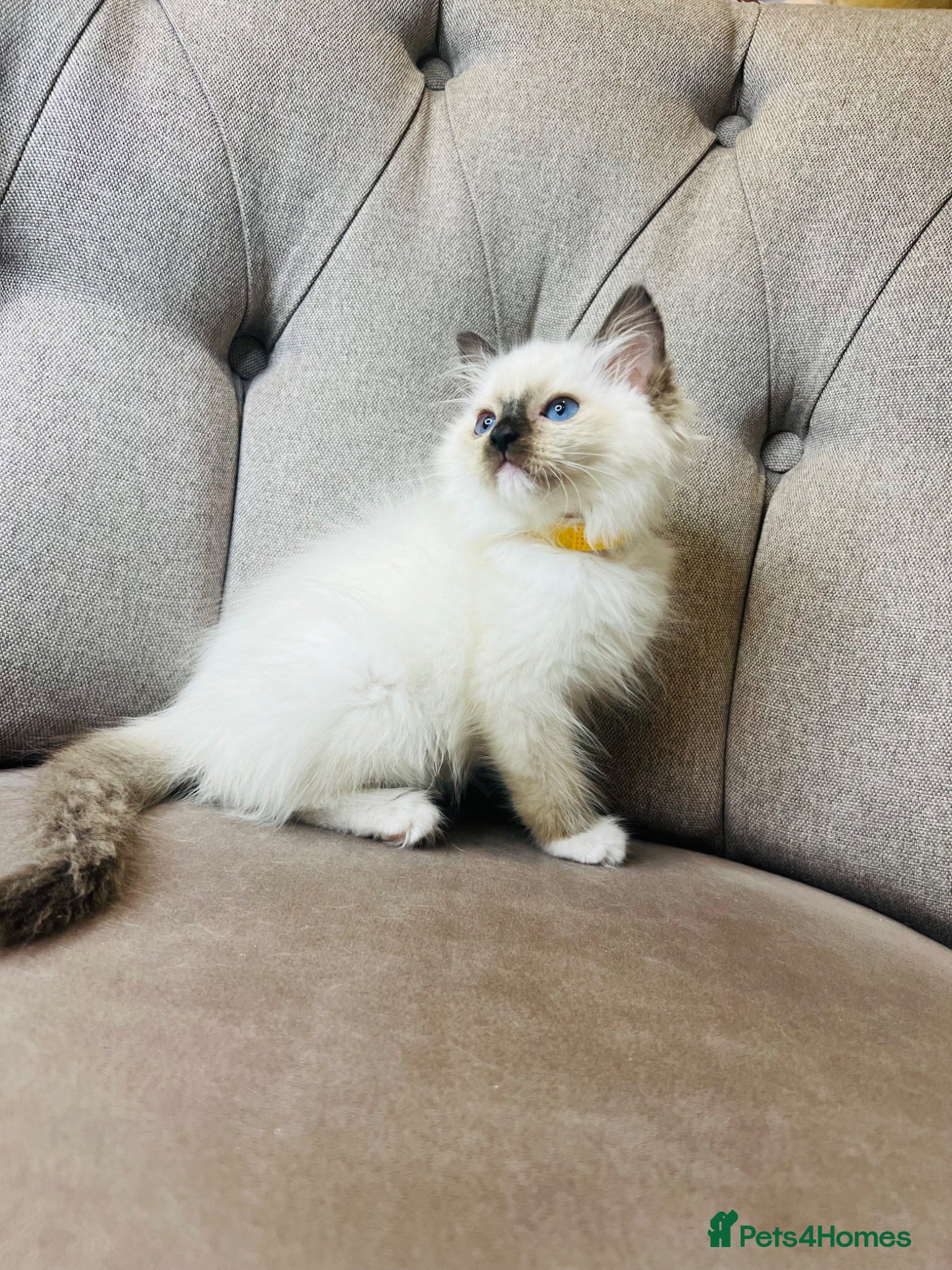 Ragdoll cats Ragdoll pure breed kittens!!! Ready to go 🏡 - Advert 2