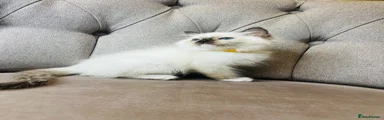 Ragdoll girl yellow collar 