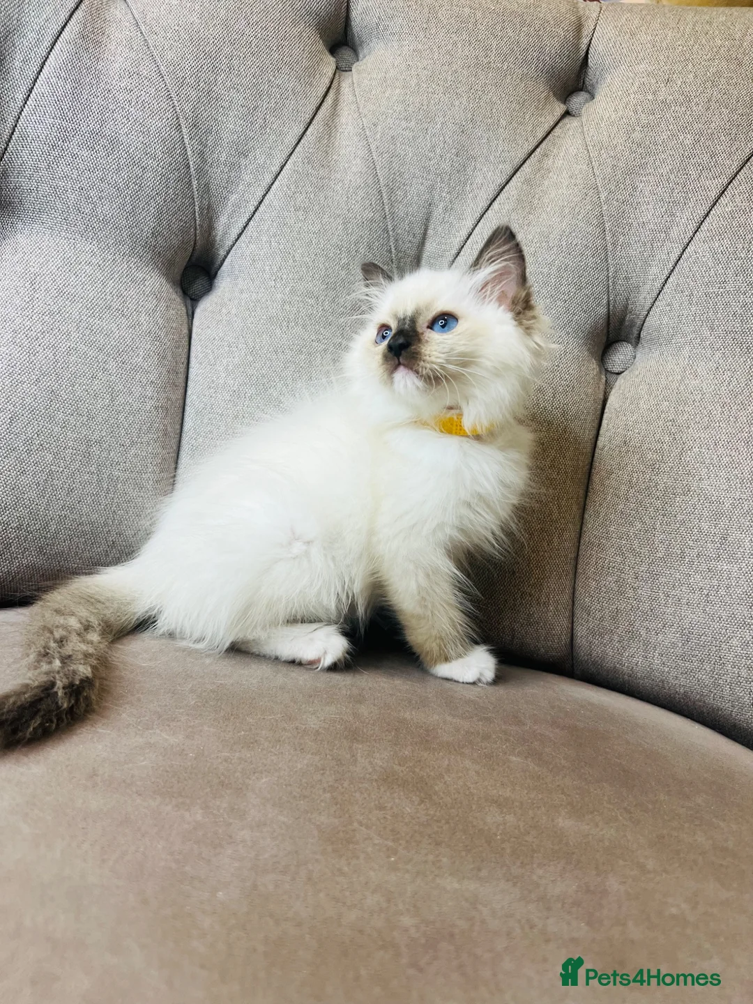 Ragdoll cats for sale: Ragdoll pure breed kittens!!! Ready to go 🏡 - Advert 2