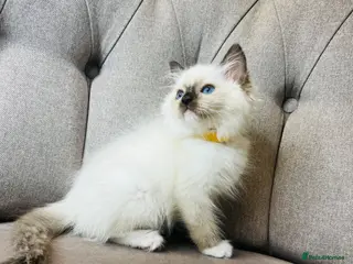 Ragdoll cats Ragdoll pure breed kittens!!! Ready to go 🏡 - Advert 2