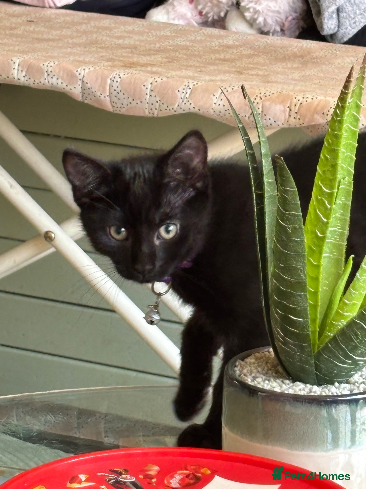 Mixed Breed cats Last Remaining All Black Male Kitten for sale - Advert 15