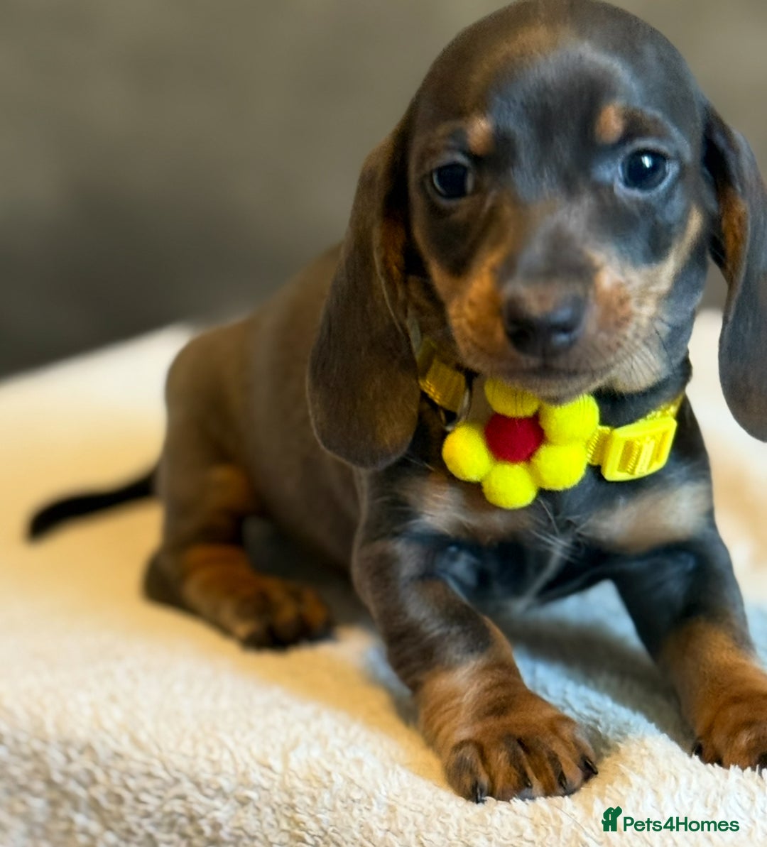 Miniature Dachshund dogs for sale: KC Reg Miniature Dachshund Puppies  - Image 18
