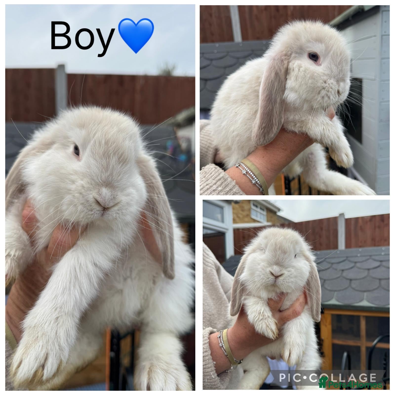 French Lop rabbits French lop - Advert 5