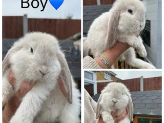 French Lop rabbits French lop - Advert 6