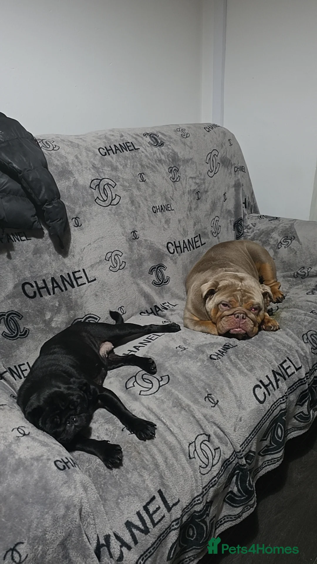 English Bulldog dogs for sale: British bulldog girl  - Advert 2