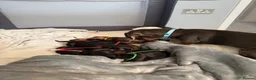 Miniature Dachshund dogs for sale: 6x miniature dachshund puppies - Advert 14