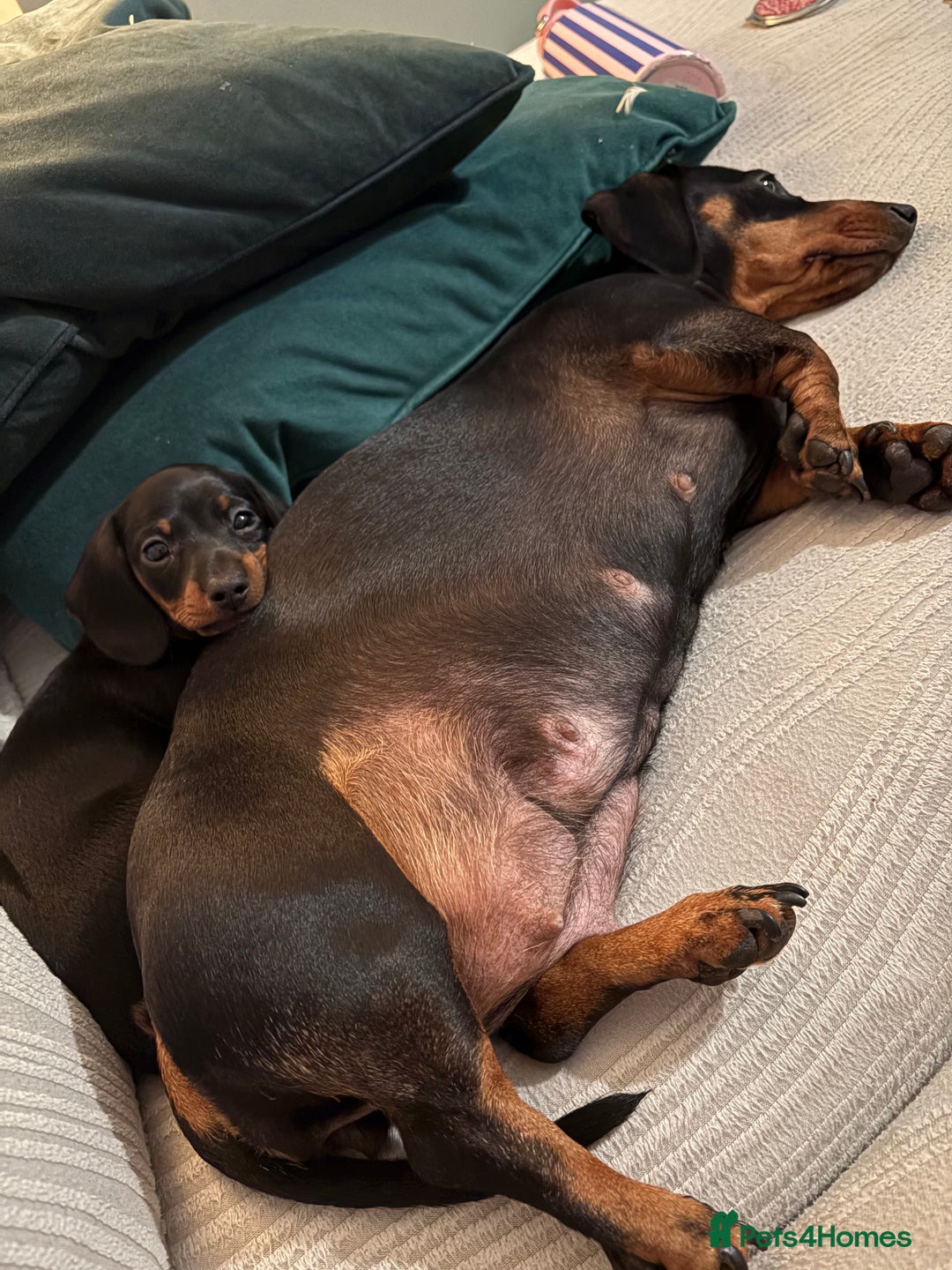 Miniature Dachshund dogs for sale: Miniature dachshund puppies 🐾 - Advert 13