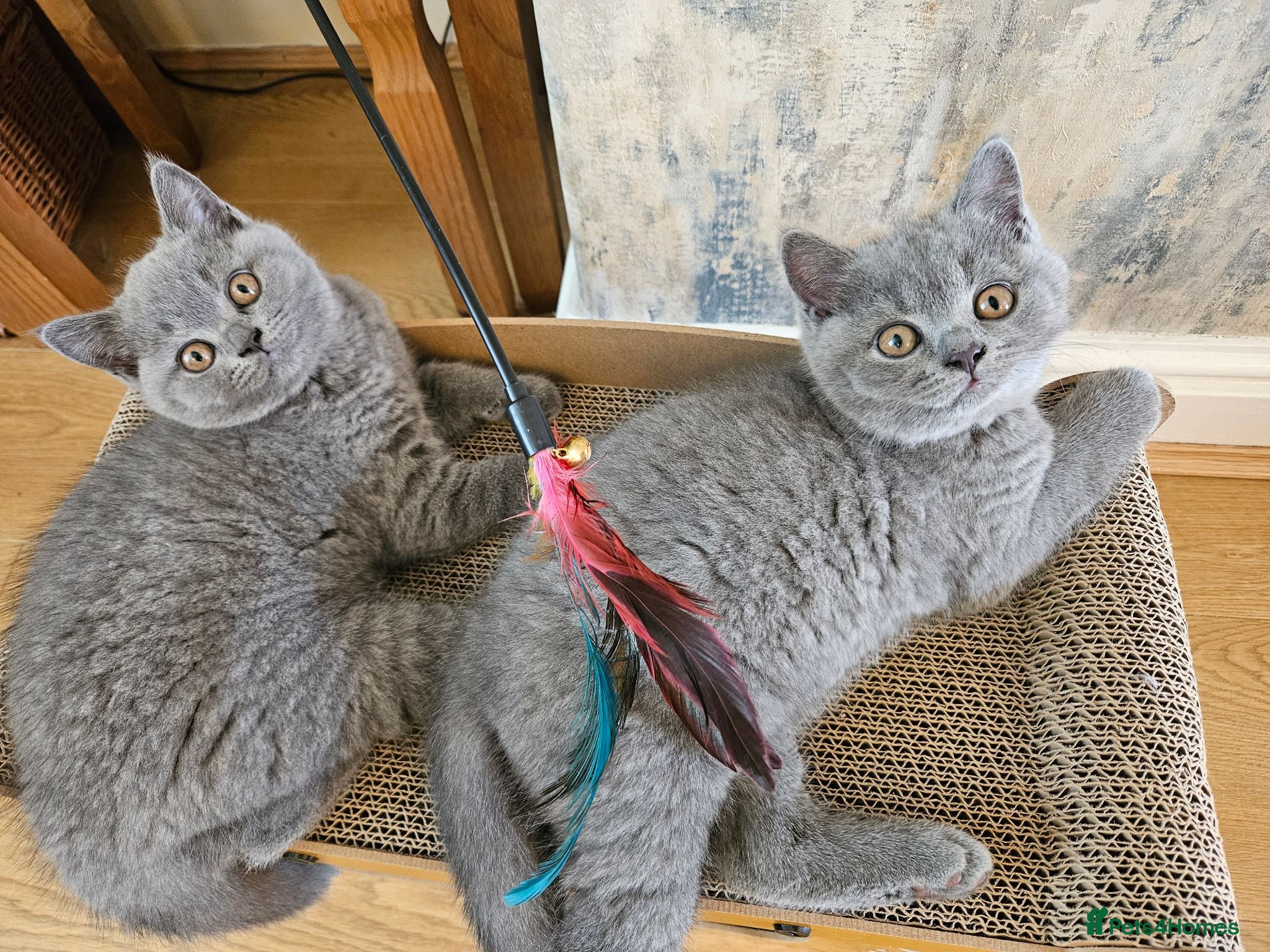 British Shorthair cats Champion lines British Shorthair kittens  - Advert 2