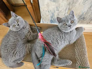 British Shorthair cats Champion lines British Shorthair kittens - Advert 2