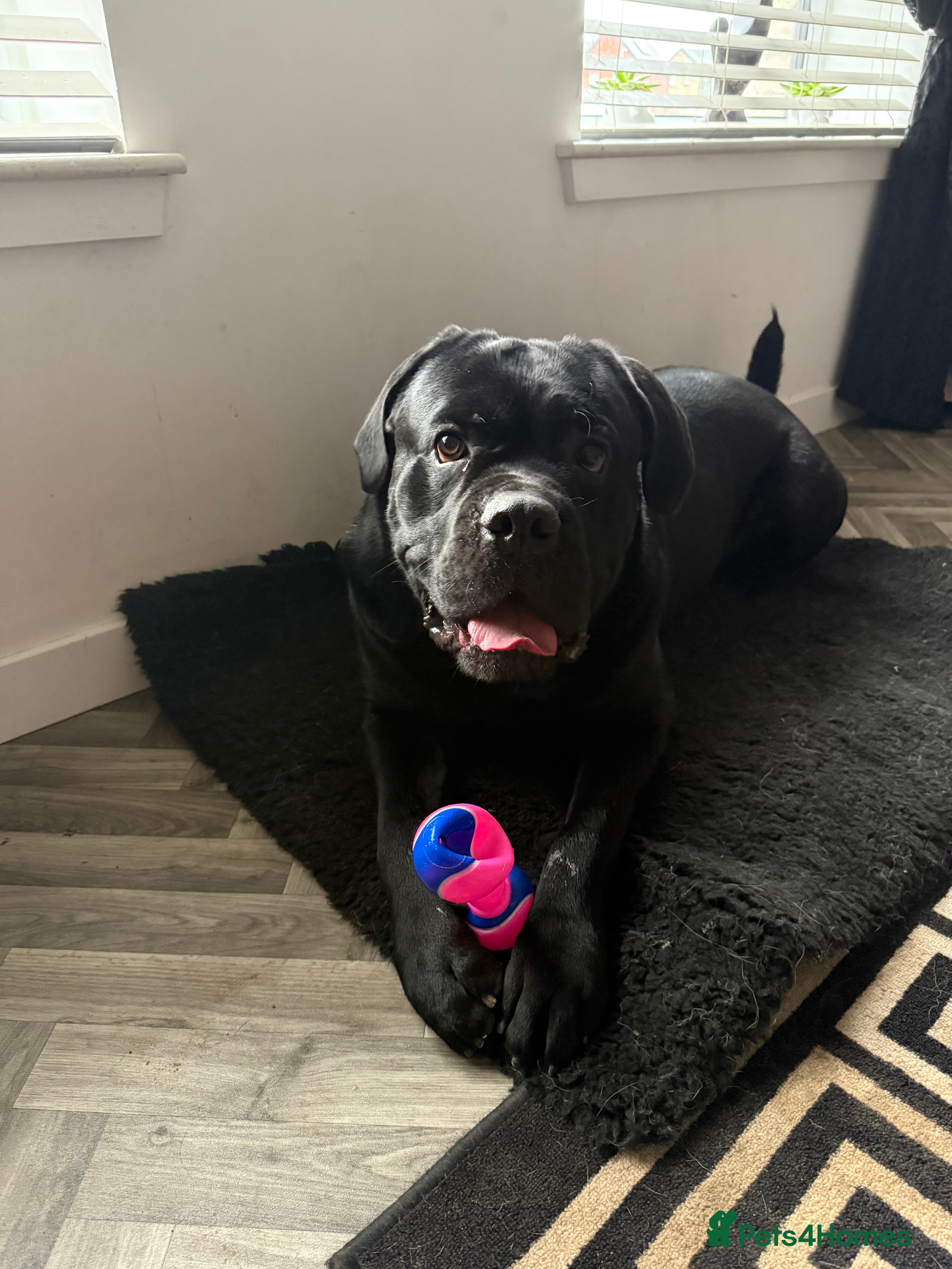 Cane Corso dogs Ragnar - Advert 7