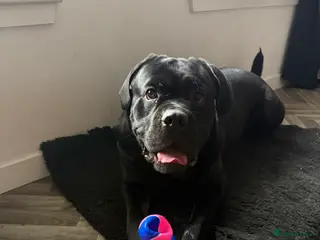 Cane Corso dogs Ragnar - Advert 2
