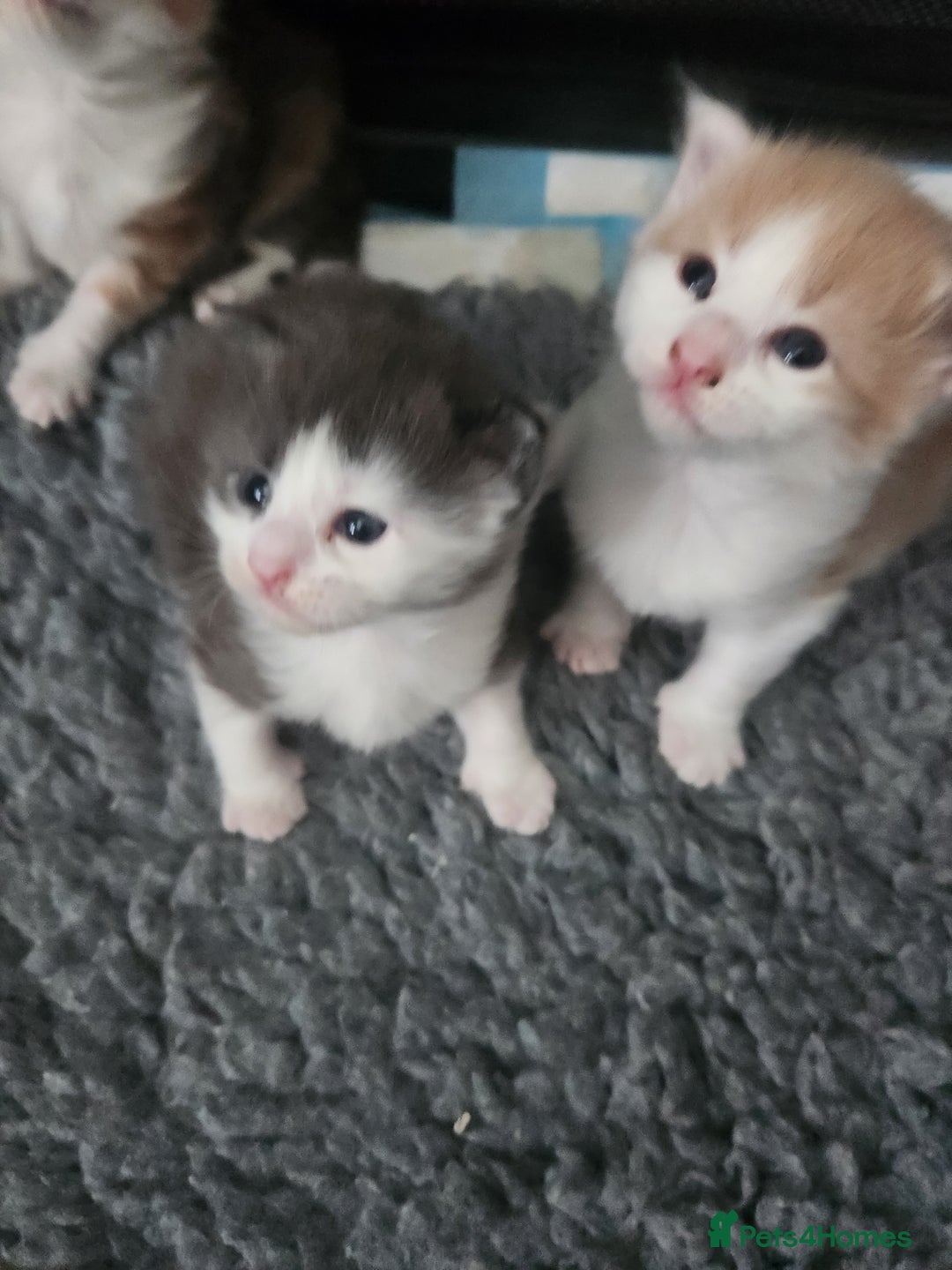 Maine Coon cats for sale: Maine Coon Kittens purebred – Reserve Now - Image 18
