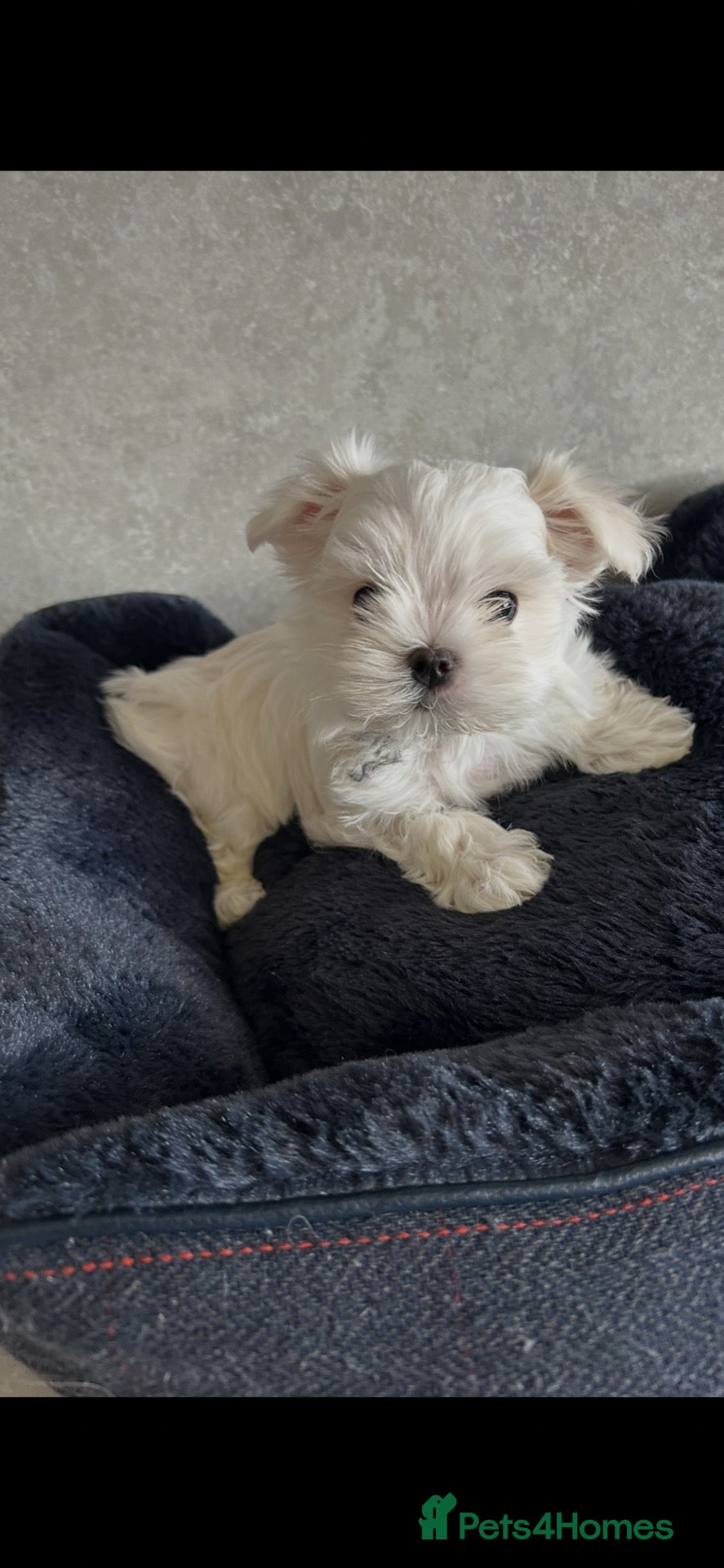 Maltese dogs KC Reg Korean Maltese Girl Puppy Ready now  - Advert 14