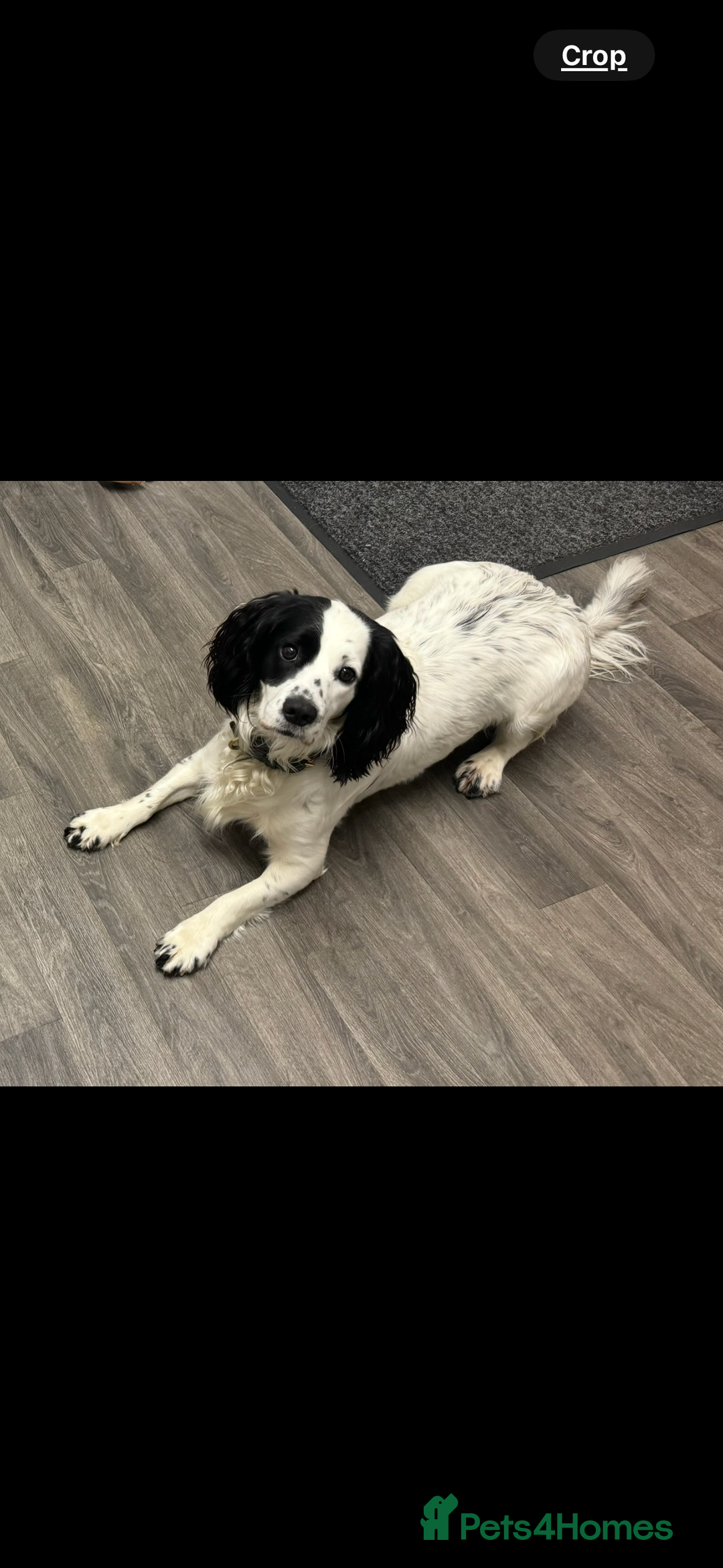 Cocker Spaniel dogs for sale: Cocker Spaniel puppies - Image 8