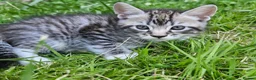 Mixed Breed cats for sale: Kitten Silver tabby mix Bengal in Birmingham - Advert 3