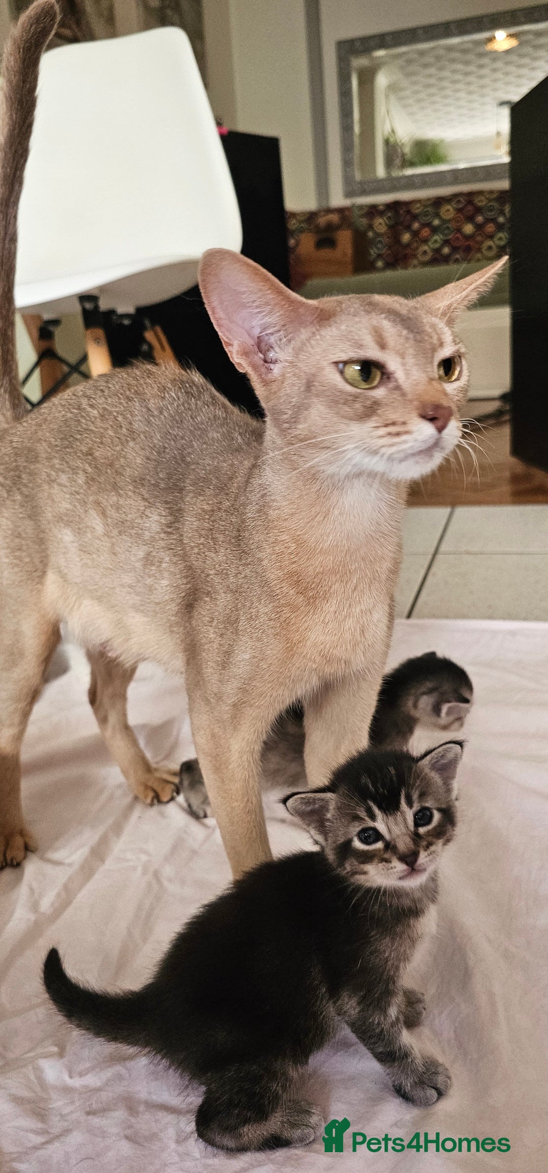Mixed Breed cats for sale: Abyssinian x Bengal  - Image 25