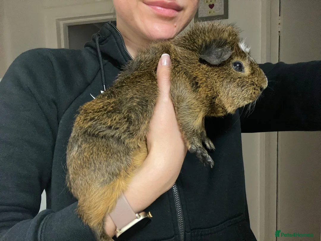 Guinea Pig rodents for sale: Brownie is looking for a new home! - Advert 2