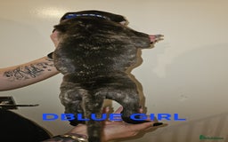 Bullmastiff dogs for sale: 11 Bullmastiff puppies for sale - Advert 6