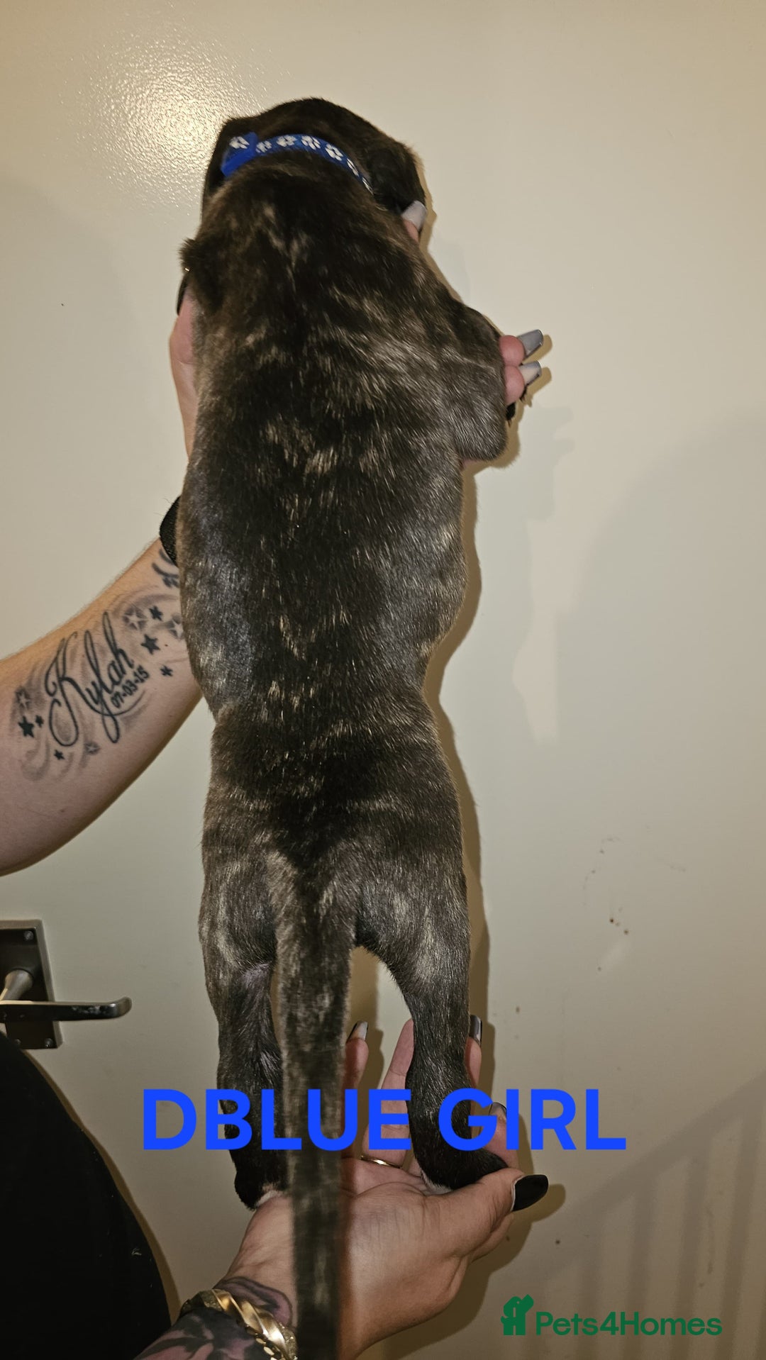 Bullmastiff dogs for sale: 11 Bullmastiff puppies for sale - Advert 6