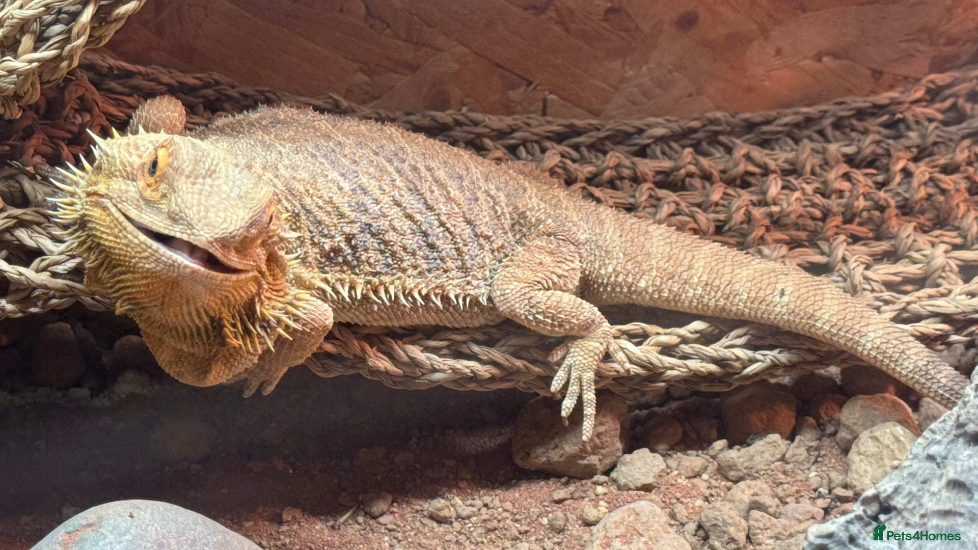 Bearded Dragon reptiles Bearded Dragon and all supplies  - Advert 1