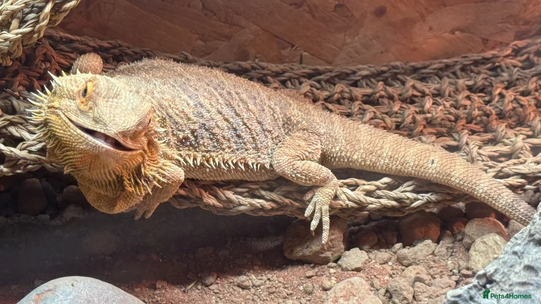 Bearded Dragon reptiles for sale: Bearded Dragon and all supplies  - Advert 1