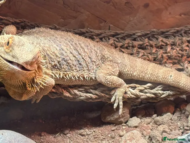 Bearded Dragon reptiles for sale: Bearded Dragon and all supplies - Advert 1