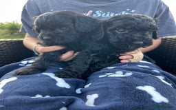 Cavapoo dogs for sale: Cavapoo puppies - Image 3