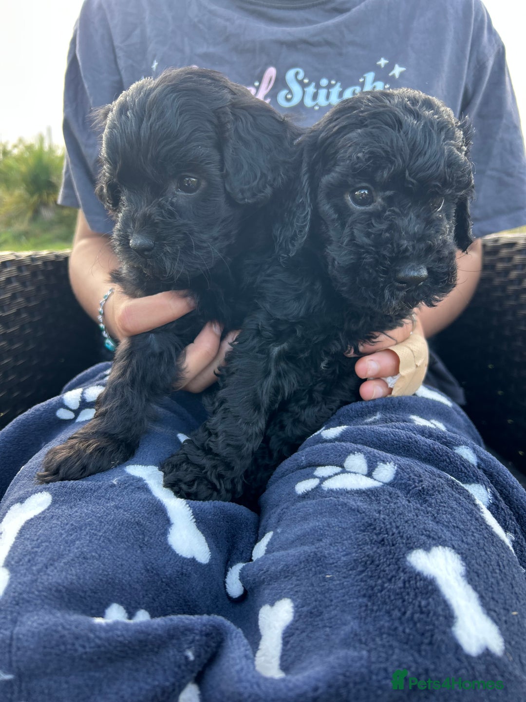 Cavapoo dogs for sale: Cavapoo puppies - Image 3