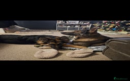 German Shepherd dogs for sale: Large KC registered black and gold male GSD - Image 4
