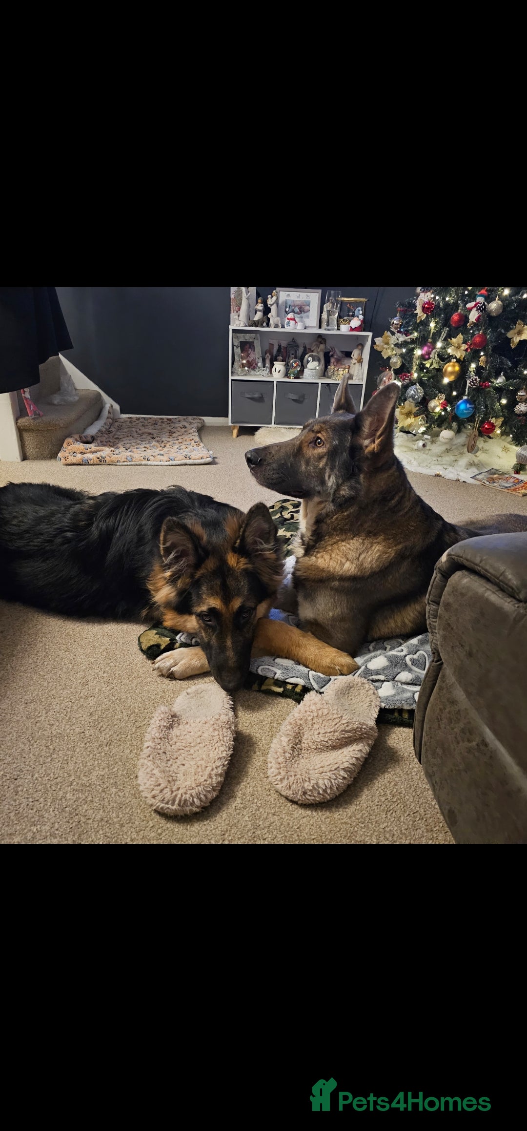 German Shepherd dogs for sale: Large KC registered black and gold male GSD - Image 4