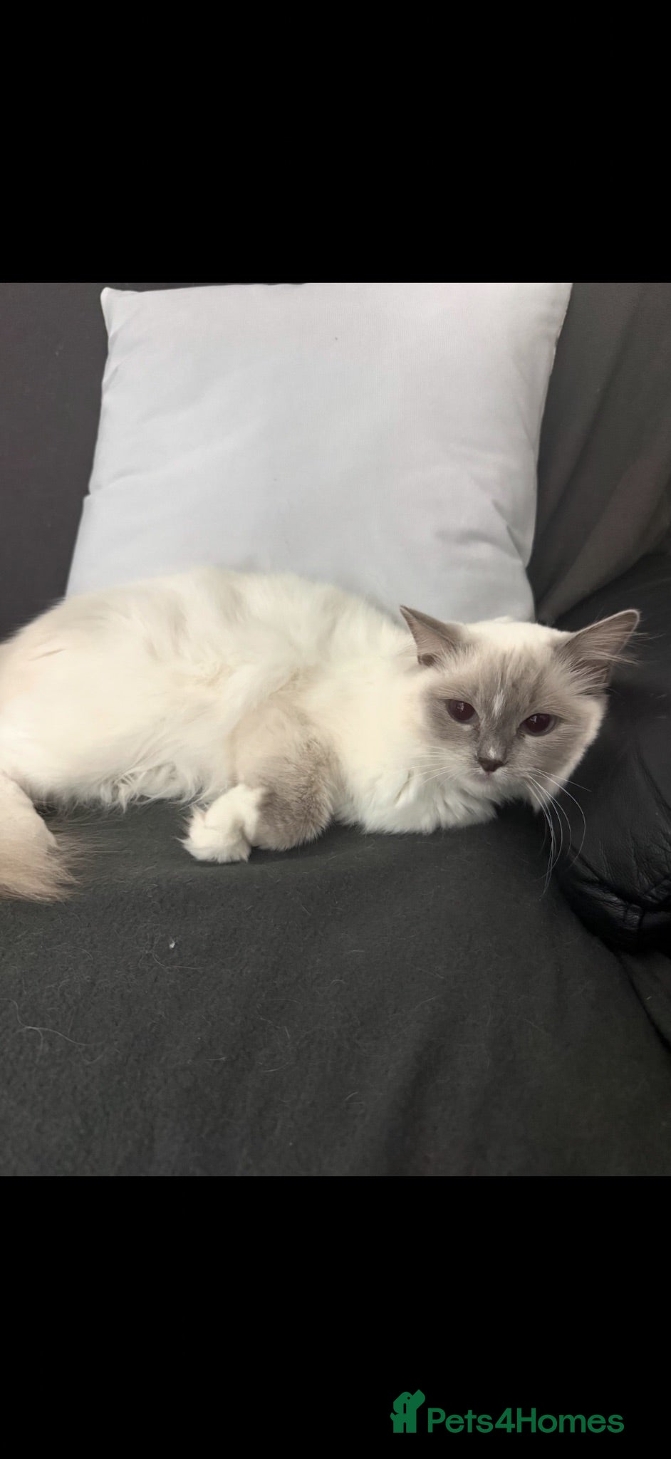 Bengal cats 4Beautiful Male Kitten Ragdoll & Ragdoll x Bengal - Advert 4