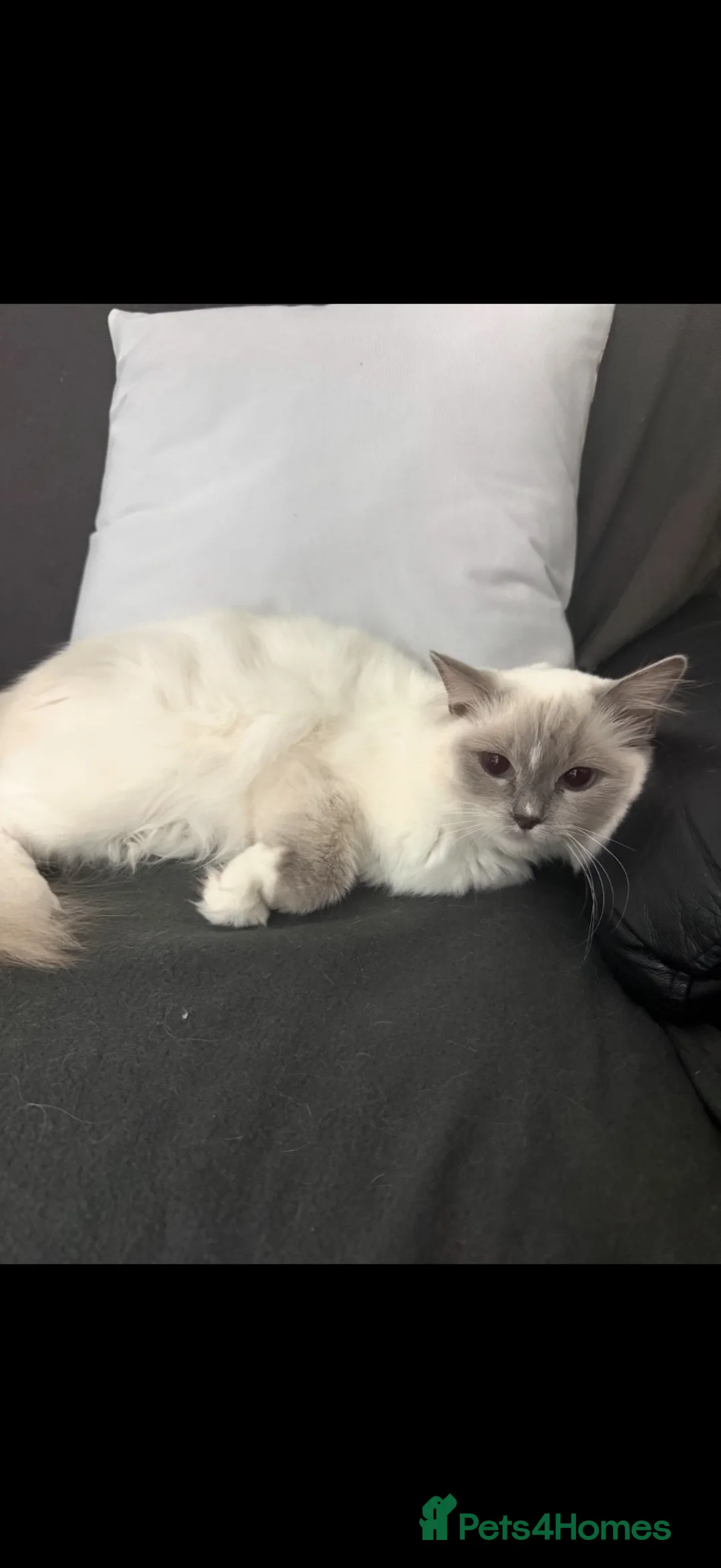 Bengal cats for sale: 4Beautiful Male Kitten Ragdoll & Ragdoll x Bengal in Altrincham - Advert 1
