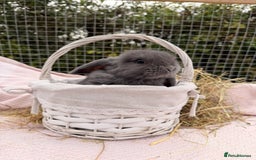 Mini Lop rabbits for sale: Pure mini lops, otters, grey, blue - Image 14
